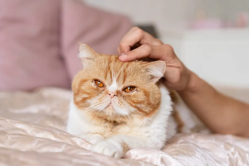 An orange cat relaxing while someone gently pets its head