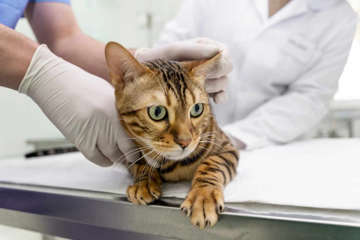 A calm cat on an exam table with gloved hands supporting it