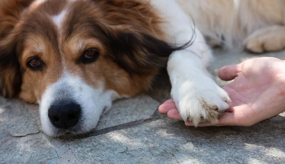 A dog resting its paw in a person's open hand